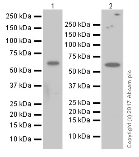 Western blot - Anti-Chk2 antibody [EPR19236] (AB199031)