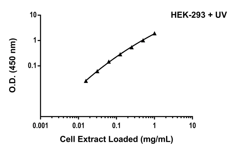Sandwich ELISA - Anti-Chk2 antibody [EPR19482-102] - BSA and Azide free (Capture) (AB244646)