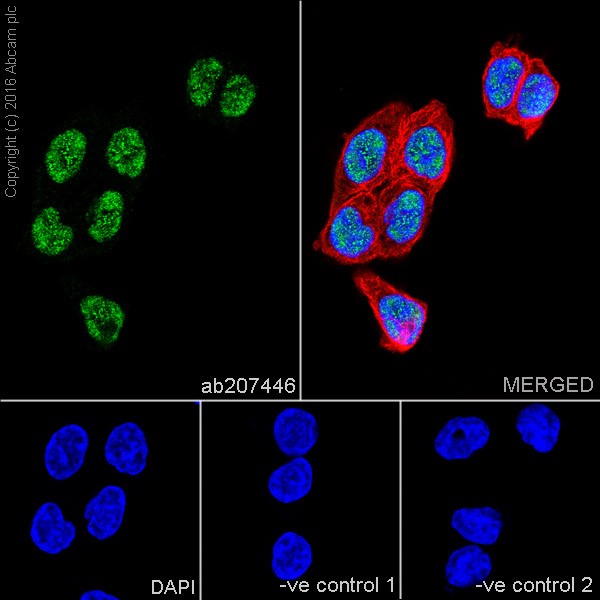Immunocytochemistry/ Immunofluorescence - Anti-Chk2 antibody [EPR19482] (ab207446), expandable thumbnail