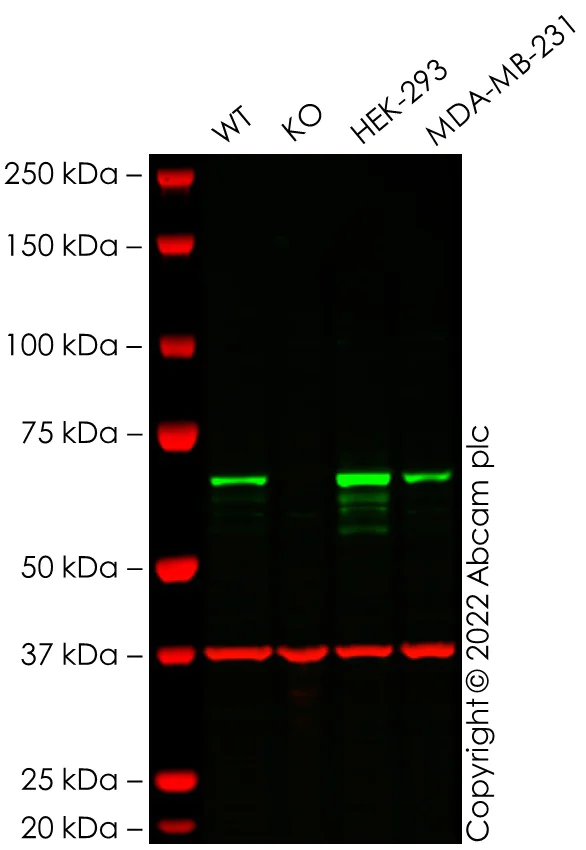Western blot - Anti-Chk2 antibody [EPR19482] (AB207446)