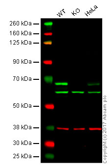 Western blot - Anti-Chk2 antibody [EPR19482] (AB207446), expandable thumbnail