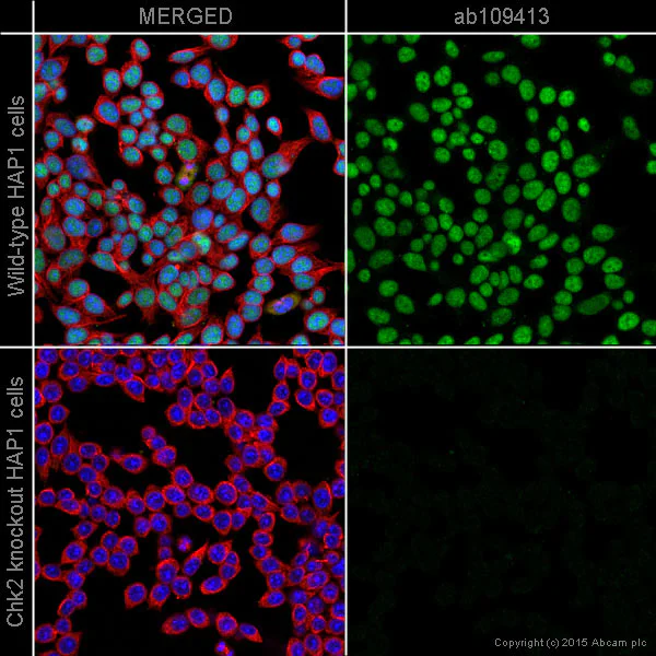 Immunocytochemistry/ Immunofluorescence - Anti-Chk2 antibody [EPR4325] - BSA and Azide free (AB227998)