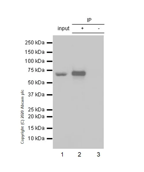 Immunoprecipitation - Anti-Chk2 antibody [EPR4325] - BSA and Azide free (AB227998)