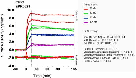 OI-RD Scanning - Anti-Chk2 antibody [EPR5528] (AB133505), expandable thumbnail
