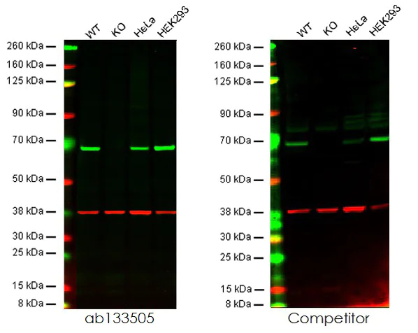 Western blot - Anti-Chk2 antibody [EPR5528] - BSA and Azide free (AB248527)