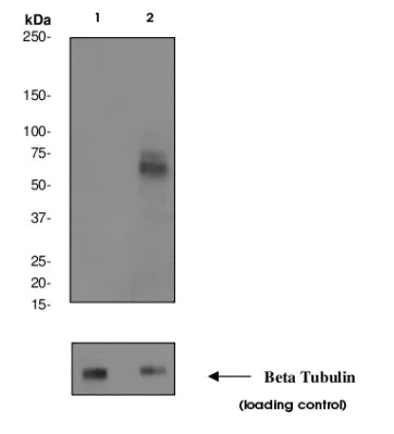 Western blot - Anti-Chk2 (phospho S33 + S35) antibody [EPR916(2)Y] - BSA and Azide free (AB247380)