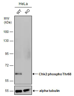 Western blot - Anti-Chk2 (phospho T68) antibody (AB226984)