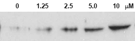 Western blot - Anti-Chk2 (phospho T68) antibody (AB3501)