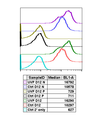 Flow Cytometry - Anti-Chk2 (phospho T68) antibody [Chk2T68-D12] (AB278548), expandable thumbnail