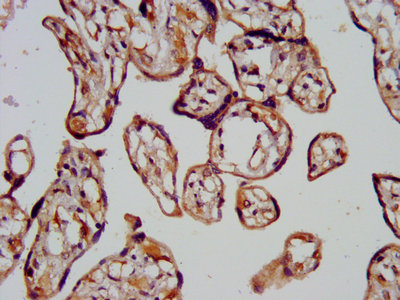 Immunohistochemistry (Formalin/PFA-fixed paraffin-embedded sections) - Anti-CHMP1a antibody (AB237676)