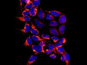 Immunocytochemistry/ Immunofluorescence - Anti-CHMP1a antibody [EPR11938(B)] (AB167412)