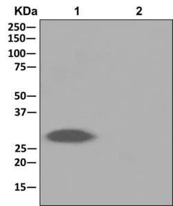 Immunoprecipitation - Anti-CHMP1a antibody [EPR11939] - BSA and Azide free (AB250060)