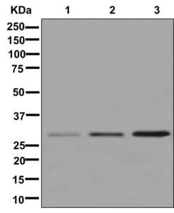 Western blot - Anti-CHMP1a antibody [EPR11939] - BSA and Azide free (AB250060)