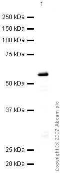 Western blot - Anti-CHMP2B antibody (AB33174)
