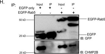 Western blot - Anti-CHMP2B antibody (AB33174)