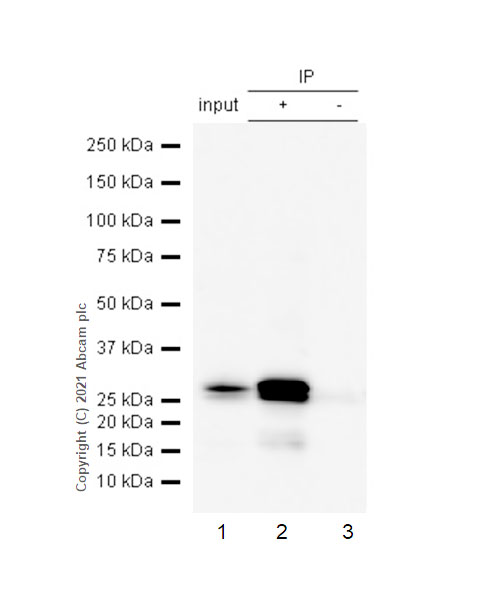 Immunoprecipitation - Anti-CHMP2B antibody [EPR10807(B)] - BSA and Azide free (AB249311), expandable thumbnail