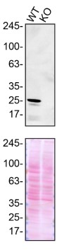 Western blot - Anti-CHMP2B antibody [EPR10807(B)] - BSA and Azide free (ab249311), expandable thumbnail