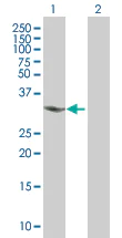 Western blot - Anti-CHMP4A antibody (AB67058)