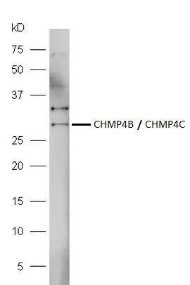 Western blot - Anti-CHMP4B + CHMP4C antibody (AB217791)