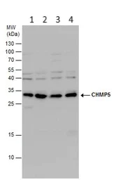 Western blot - Anti-CHMP5 antibody (AB96273)