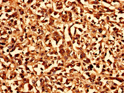 Immunohistochemistry (Formalin/PFA-fixed paraffin-embedded sections) - Anti-CHMP6/VPS20 antibody (AB235050)