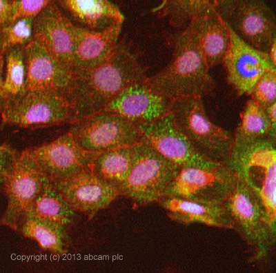 Immunocytochemistry/ Immunofluorescence - Anti-Cholecystokinin antibody (AB27441)