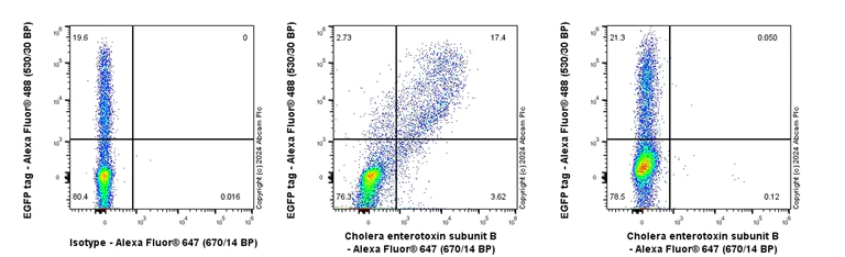 Flow Cytometry (Intracellular) - Anti-Cholera enterotoxin subunit B antibody [EPR27372-4] (AB317738)