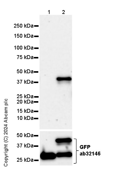 Western blot - Anti-Cholera enterotoxin subunit B antibody [EPR27372-4] (ab317738), expandable thumbnail