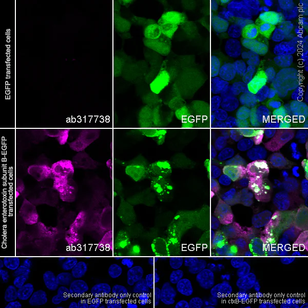 Immunocytochemistry/ Immunofluorescence - Anti-Cholera enterotoxin subunit B antibody [EPR27372-4] - BSA and Azide free (AB317739)