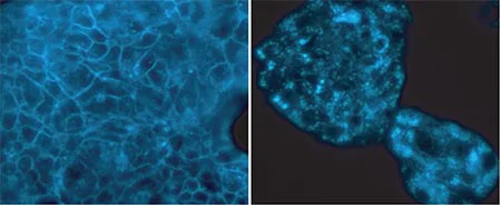 Fluorescence Microscopy - Cholesterol Assay Kit (Cell-Based) (AB133116)