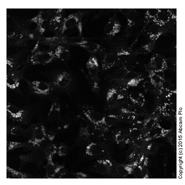 Fluorescence Microscopy - Cholesterol Assay Kit (Cell-Based) (AB133116), expandable thumbnail