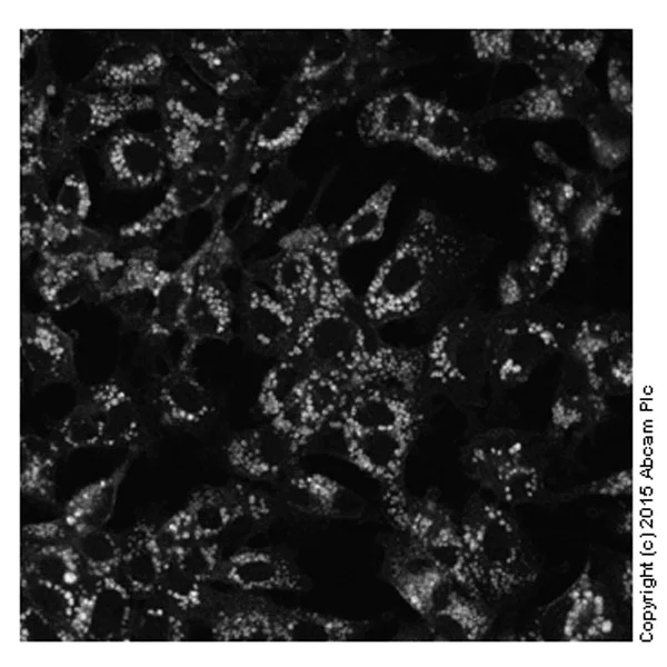 Fluorescence Microscopy - Cholesterol Assay Kit (Cell-Based) (AB133116)