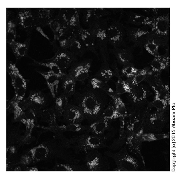 Fluorescence Microscopy - Cholesterol Assay Kit (Cell-Based) (AB133116), expandable thumbnail
