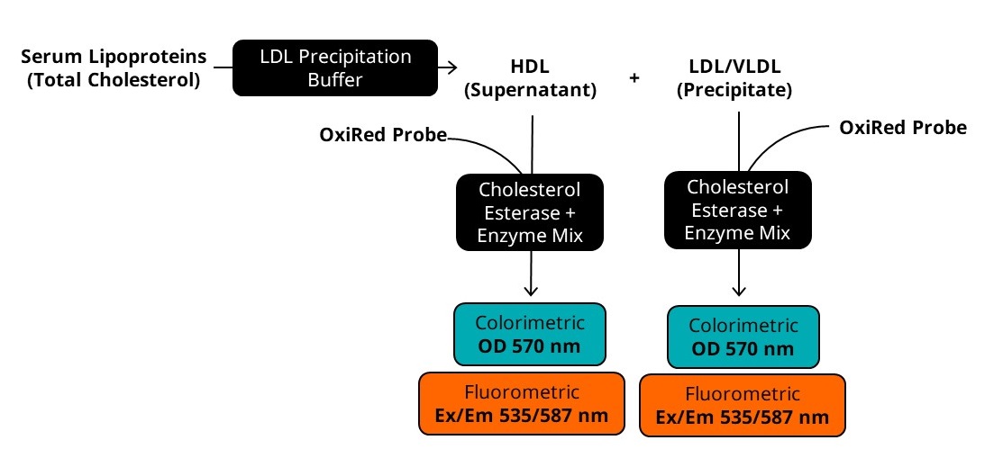 Biochemical assay - Cholesterol Assay Kit - HDL and LDL/VLDL (AB65390), expandable thumbnail