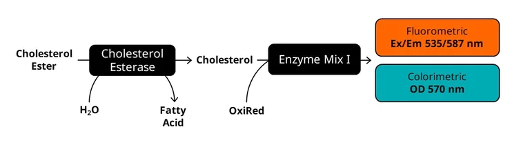 Biochemical assay - Cholesterol/ Cholesteryl Ester Assay Kit - Quantitation (AB65359)