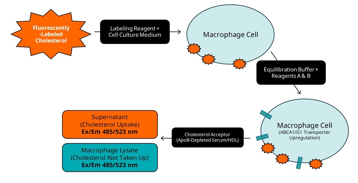 Biochemical assay - Cholesterol Efflux Assay Kit (Cell-based) (AB196985), expandable thumbnail