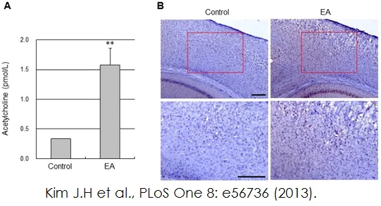 Functional Studies - Choline/Acetylcholine Assay Kit (AB65345)
