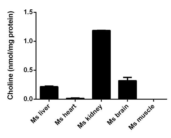 Functional Studies - Choline/Acetylcholine Assay Kit (AB65345)