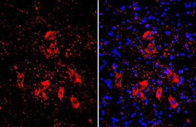 Immunohistochemistry (Frozen sections) - Anti-Choline Acetyltransferase antibody (AB137349)