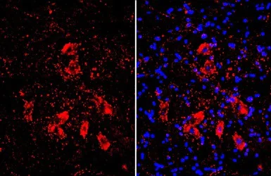 Immunohistochemistry (Frozen sections) - Anti-Choline Acetyltransferase antibody (AB137349)