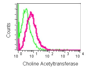 Flow Cytometry (Intracellular) - Anti-Choline Acetyltransferase antibody [EPR13024(B)] - BSA and Azide free (AB224267)