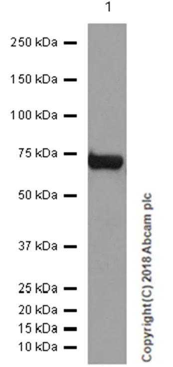 Western blot - Anti-Choline Acetyltransferase antibody [EPR16590] (AB178850)