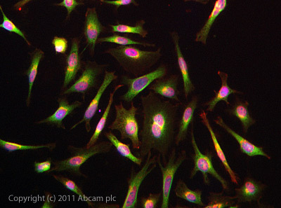 Immunocytochemistry/ Immunofluorescence - Anti-Choline kinase alpha antibody (AB88053)
