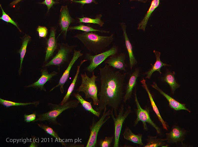 Immunocytochemistry/ Immunofluorescence - Anti-Choline kinase alpha antibody (AB88053)