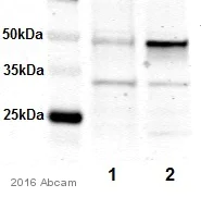 Western blot - Anti-Choline kinase alpha antibody (AB88053)