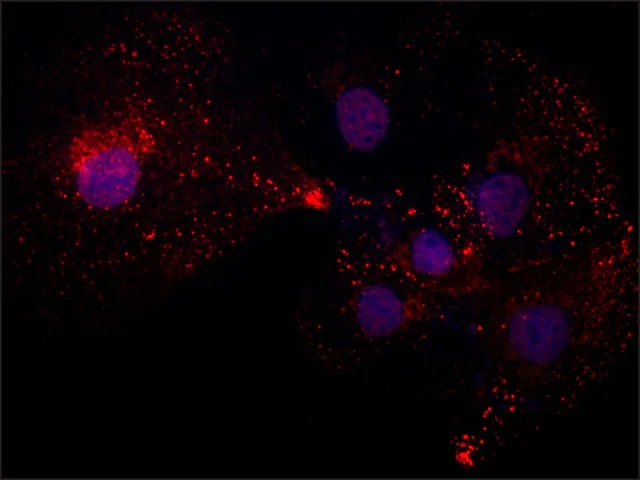 Immunocytochemistry/ Immunofluorescence - Anti-Chondroitin Sulfate antibody [CS-56] (AB11570)