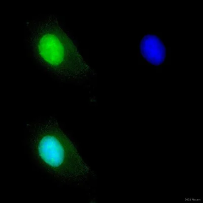 Immunocytochemistry - Anti-CHOP antibody [9C8] (AB11419)