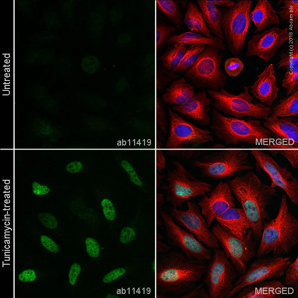 Immunocytochemistry/ Immunofluorescence - Anti-CHOP antibody [9C8] (AB11419)
