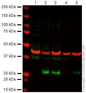 Western blot - Anti-CHOP antibody [9C8] (AB11419)