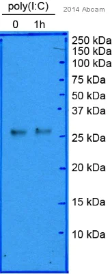 Western blot - Anti-CHOP antibody [9C8] (AB11419)